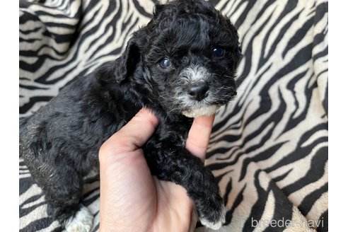 成約済の茨城県のコッカプー:アメリカンコッカースパニエル×トイプードル-356173の4枚目