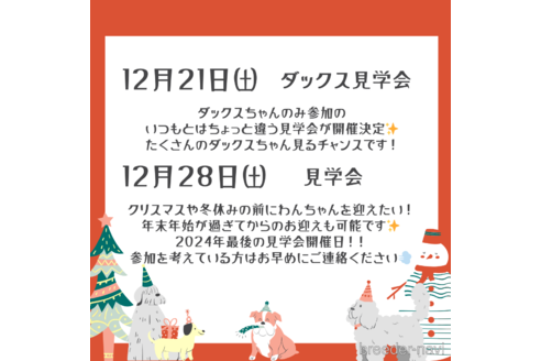 成約済の茨城県のカニンヘンダックスフンド(ロングヘアード)-348302の5枚目