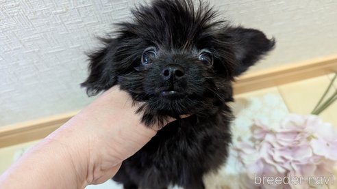 成約済の広島県のチワプー:チワワ×トイプードル-341212の20枚目
