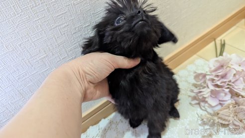 成約済の広島県のチワプー:チワワ×トイプードル-341212の13枚目
