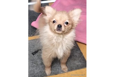 販売中の岐阜県のミックス犬-335475の5枚目