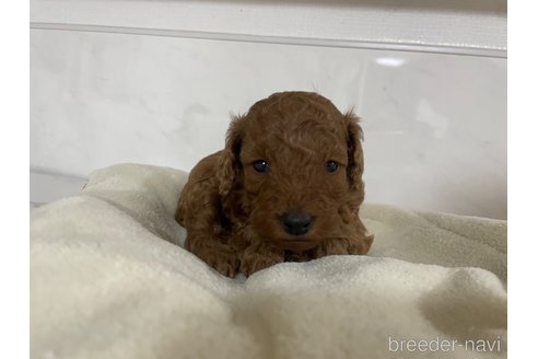 成約済の滋賀県のトイプードル-356199の3枚目