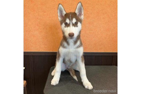 ミカエラちゃん1枚目