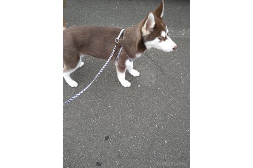 ミカエラちゃん1枚目