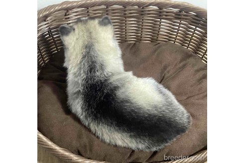 成約済の神奈川県のシベリアンハスキー-356217の11枚目