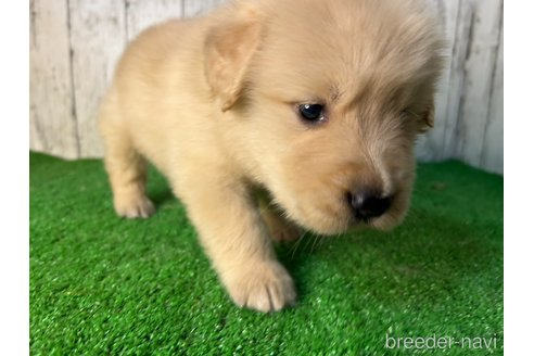 成約済の三重県のゴールデンレトリーバー-356254の4枚目