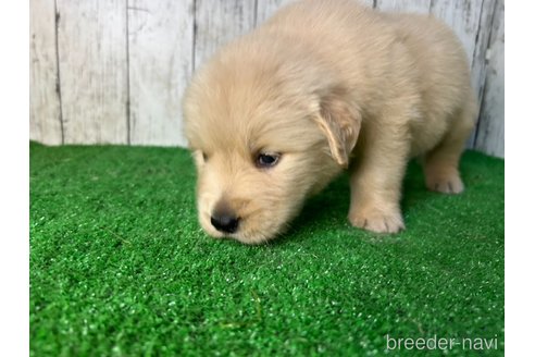 成約済の三重県のゴールデンレトリーバー-356254の6枚目