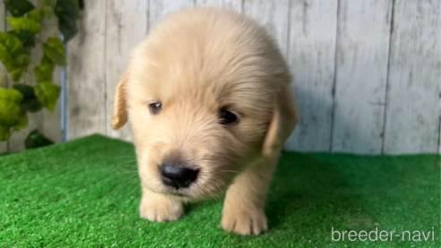 成約済の三重県のゴールデンレトリーバー-356254の1枚目