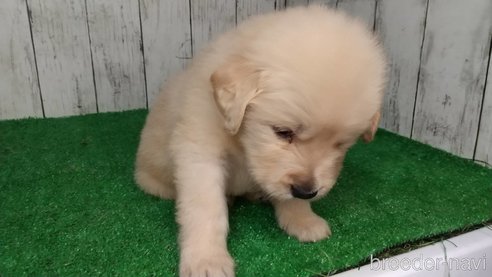 成約済の三重県のゴールデンレトリーバー-356260の4枚目
