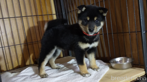 成約済の岡山県の柴犬-343693の1枚目