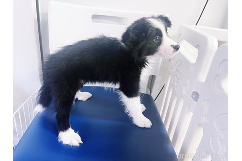 成約済の東京都のボーダーコリー-351304の3枚目