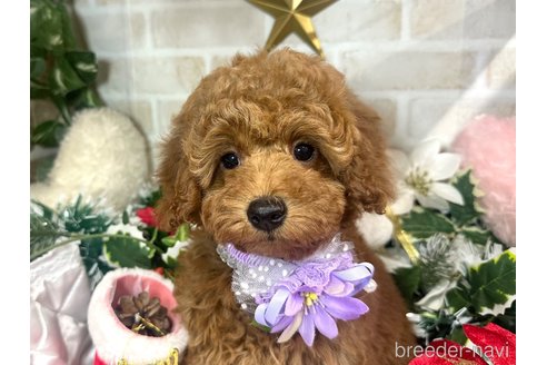 成約済の愛知県のトイプードル-348446の18枚目