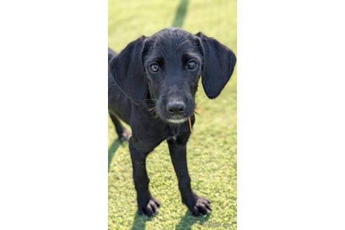 成約済の熊本県のミックス犬-353501の5枚目