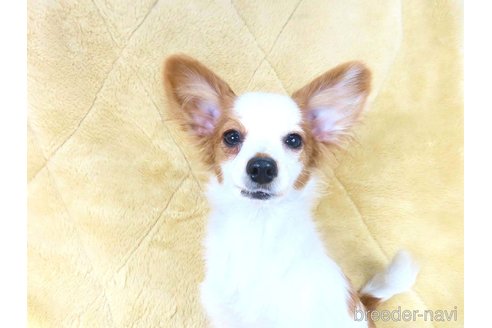 成約済の千葉県のパピヨン-326104の14枚目