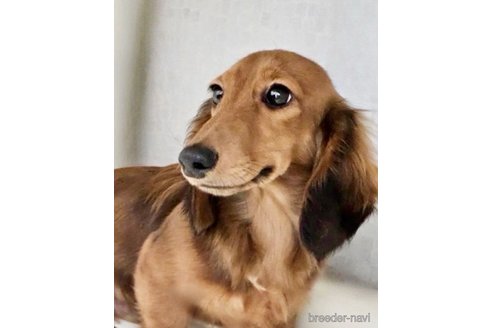 成約済の神奈川県のミニチュアダックスフンド(ロングヘアード)-356337の1枚目