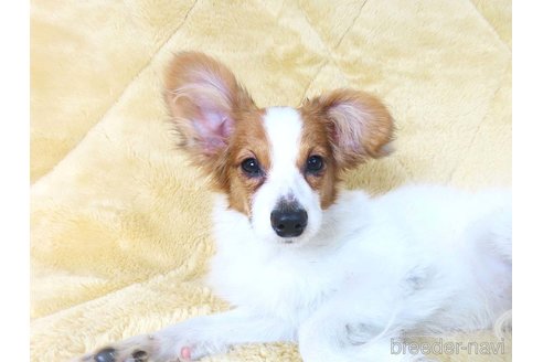 成約済の千葉県のパピヨン-325419の26枚目