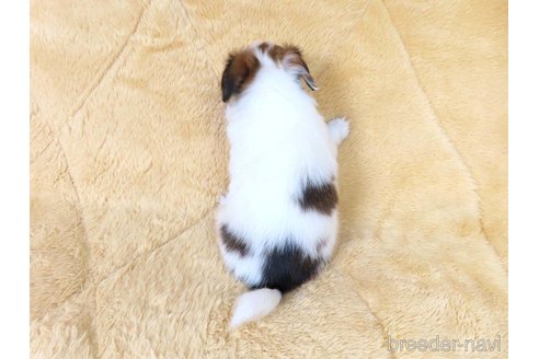 成約済の千葉県のパピヨン-353839の29枚目