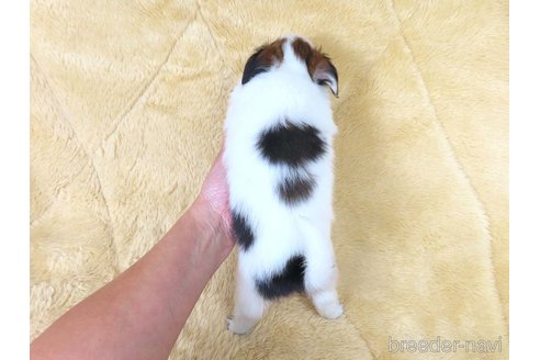 成約済の千葉県のパピヨン-353840の4枚目