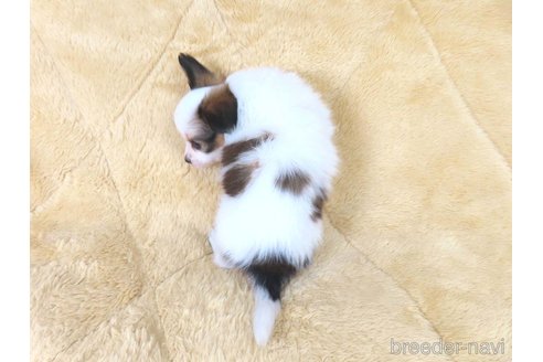 成約済の千葉県のパピヨン-353842の2枚目