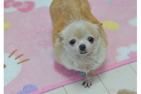 成約済の埼玉県のチワワ(ロングコート)-356348の9枚目