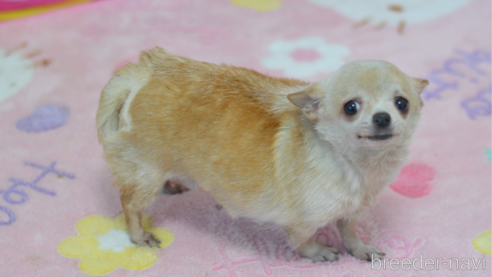 成約済の埼玉県のチワワ(ロングコート)-356348の2枚目