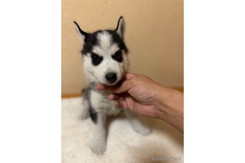 成約済の岐阜県のシベリアンハスキー-351848の2枚目