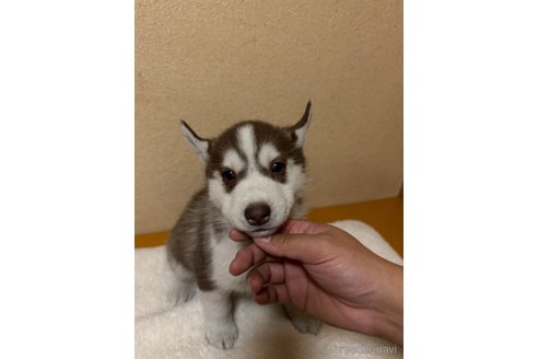 商談中の岐阜県のシベリアンハスキー-351847の2枚目