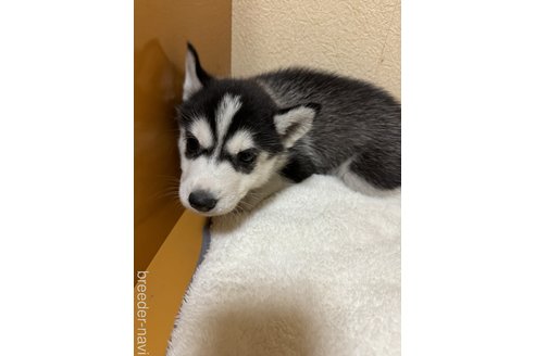 成約済の岐阜県のシベリアンハスキー-351863の3枚目