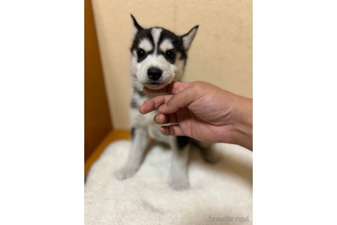 成約済の岐阜県のシベリアンハスキー-351863の2枚目