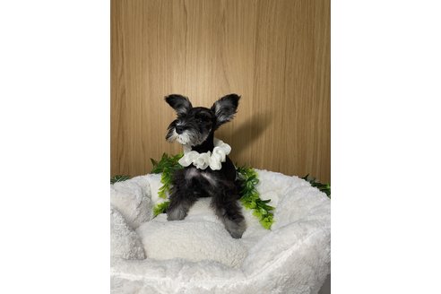 成約済の岡山県のミニチュアシュナウザー-353828の11枚目