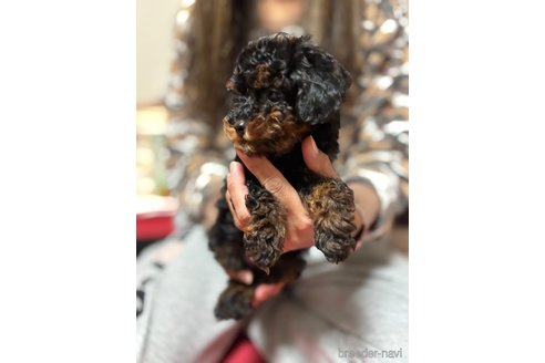 成約済の宮崎県のトイプードル-354607の2枚目