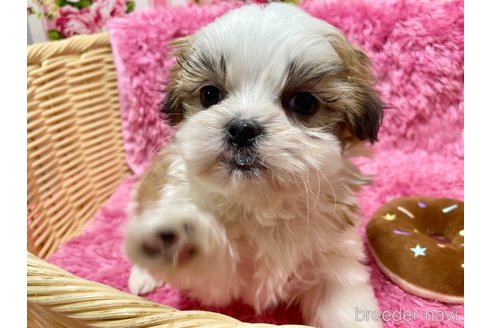 成約済の秋田県のマルシーズー:マルチーズ×シーズー-356609の1枚目