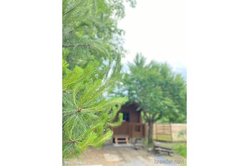 販売中の大阪府のポメラニアン-356391の9枚目