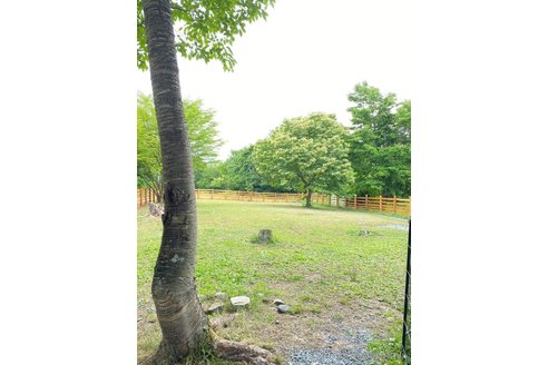 販売中の大阪府のポメラニアン-356391の8枚目