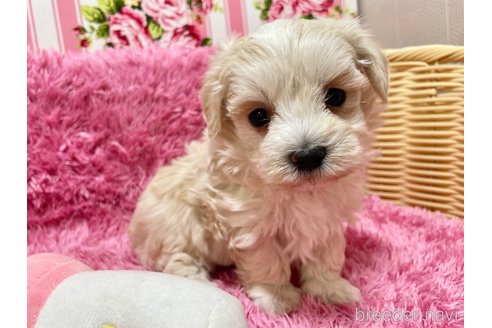 成約済の秋田県のマルプー:マルチーズ×トイプードル-357226の3枚目