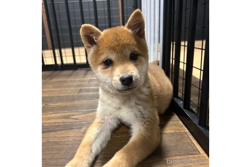 成約済の栃木県の柴犬-343880の6枚目
