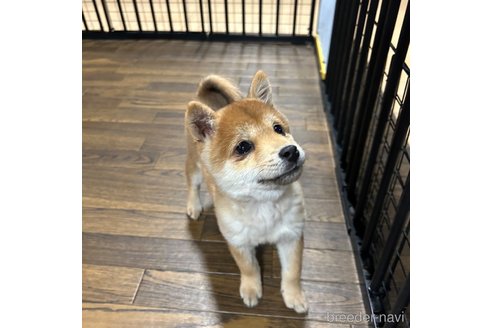 成約済の栃木県の柴犬-343880の4枚目