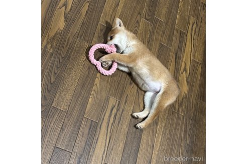 成約済の栃木県の柴犬-343880の3枚目