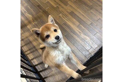 成約済の栃木県の柴犬-343880の2枚目
