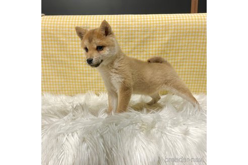 成約済の栃木県の柴犬-343879の8枚目