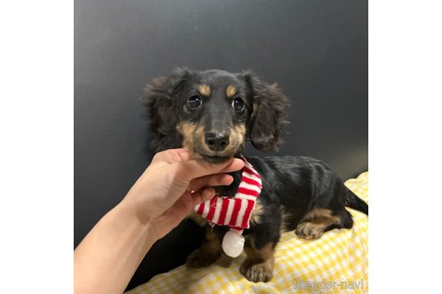 成約済の栃木県のミニチュアダックスフンド(ロングヘアード)-339717の21枚目
