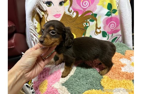 成約済の熊本県のミニチュアダックスフンド(ロングヘアード)-354514の4枚目