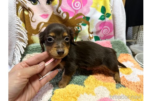 成約済の熊本県のミニチュアダックスフンド(ロングヘアード)-356394の4枚目