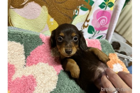 成約済の熊本県のミニチュアダックスフンド(ロングヘアード)-356394の5枚目