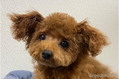 成約済の岡山県のティーカッププードル-340659の2枚目