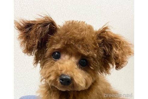 成約済の岡山県のティーカッププードル-340659の3枚目