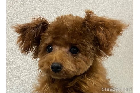 成約済の岡山県のティーカッププードル-340659の4枚目