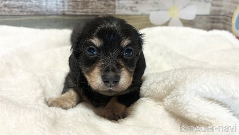 成約済の福岡県のミニチュアダックスフンド(ロングヘアード)-356401の2枚目