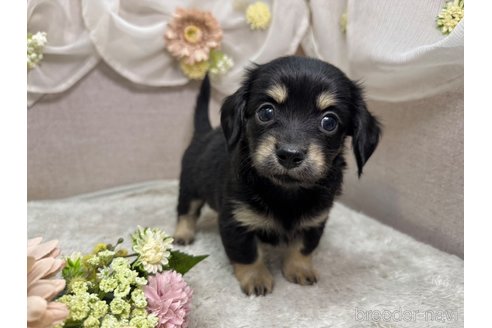 成約済の三重県のチワックス:チワワ×ミニチュアダックスフンド-356405の2枚目