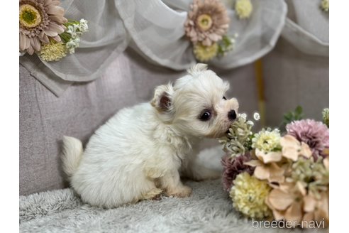 成約済の三重県のミックス犬-356408の3枚目